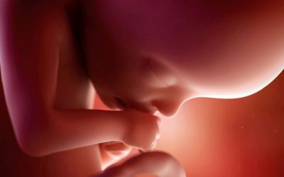 Čudo života – Pogledajte što sve radi beba u maternici kroz 9 mjeseci